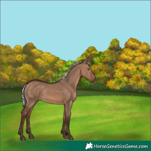 Horse Color:Silver Brown Dun Rabicano 