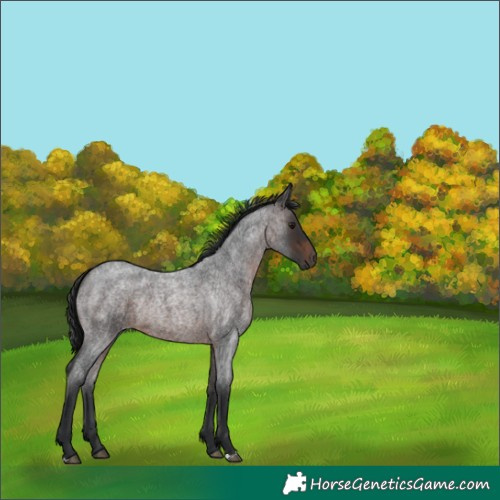 Horse Color:Brown Roan Rabicano 