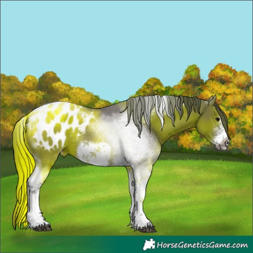 Horse Color:Grullo Sabino Tobiano Frame Appaloosa Rabicano 