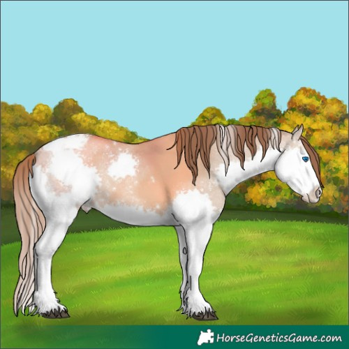 Horse Color:Bay Dun Splash Tobiano Appaloosa 