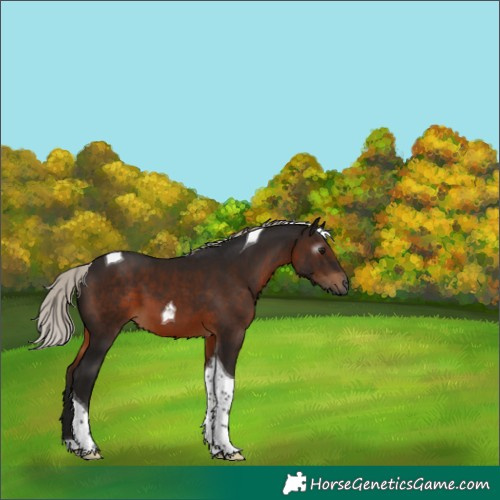 Horse Color:Gray Silver Brown Tobiano 