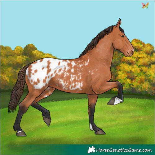 Horse Color:Bay Appaloosa 