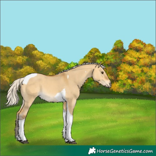 Horse Color:Silver Buckskin Dun Tobiano 