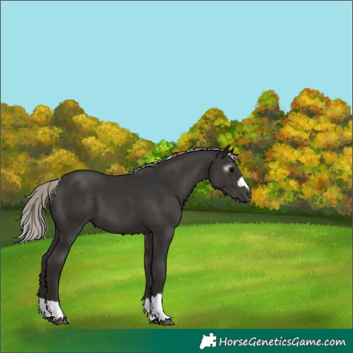 Horse Color:Gray Silver Black 