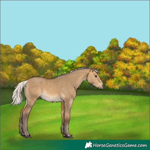 Horse Color:Silver Buckskin Dun 