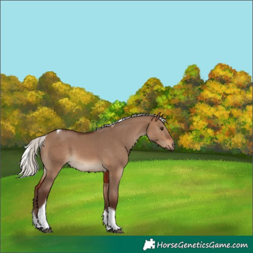 Horse Color:Silver Brown Dun Tobiano 