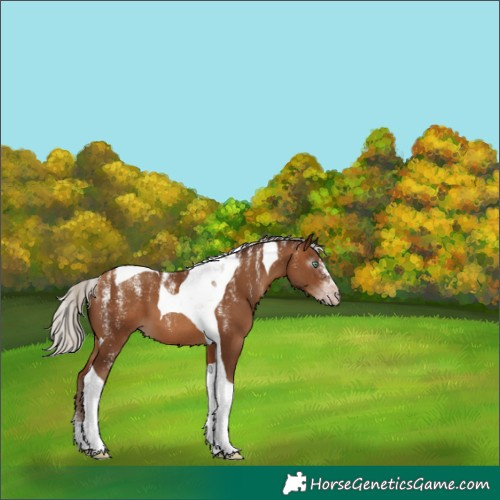 Horse Color:Powder White Gray Silver Amber Champagne Tobiano 