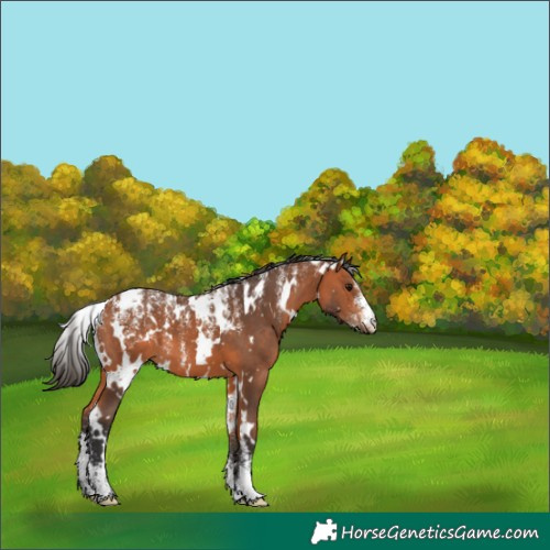 Horse Color:Powder White White Spotted Bay 
