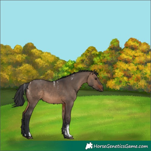 Horse Color:Powder White Brown Dun Rabicano 