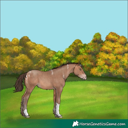 Horse Color:Powder White Amber Champagne Tobiano 