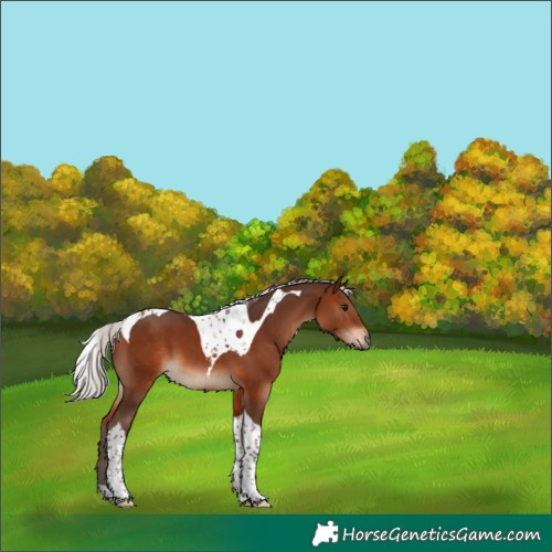 Horse Color:Silver Brown Tobiano 
