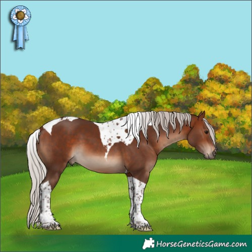 Horse Color:Silver Brown Tobiano 