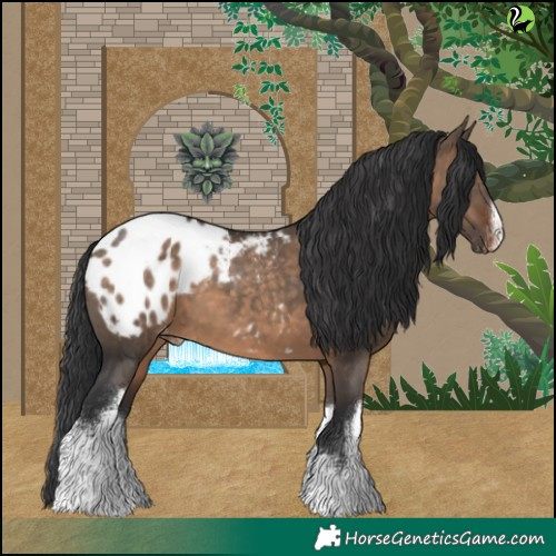 Horse Color:White Spotted Brown Dun Appaloosa 