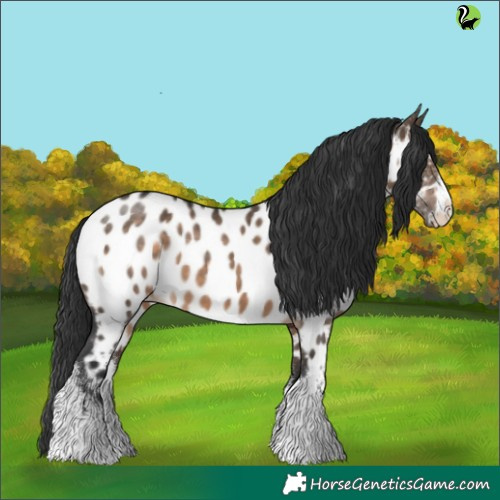 Horse Color:White Spotted Brown Dun Appaloosa 