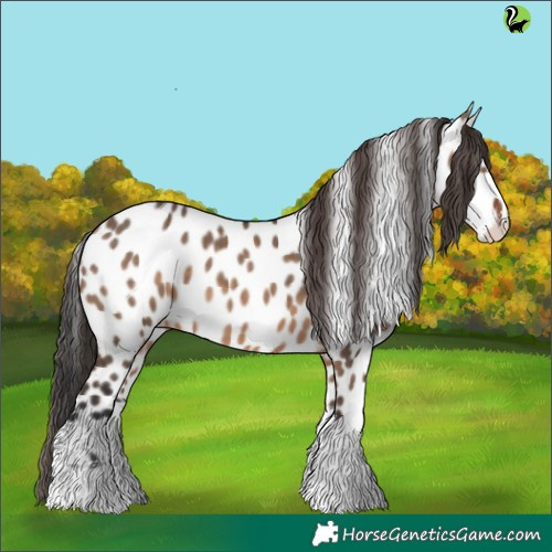 Horse Color:White Spotted Brown Dun Appaloosa