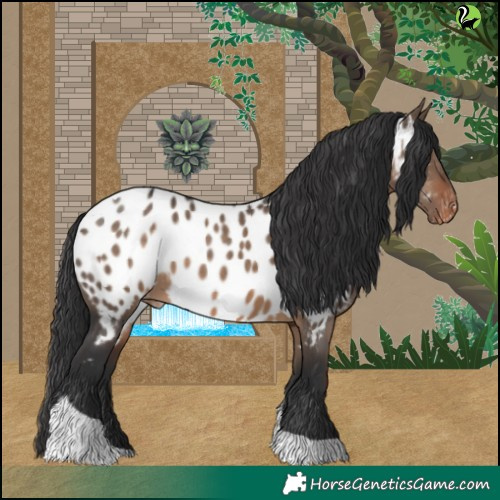 Horse Color:Brown Dun Tobiano Appaloosa 