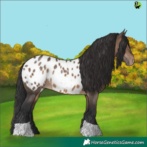 Horse Color:Brown Dun Tobiano Appaloosa 