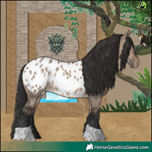 Horse Color:Brown Dun Tobiano Appaloosa 