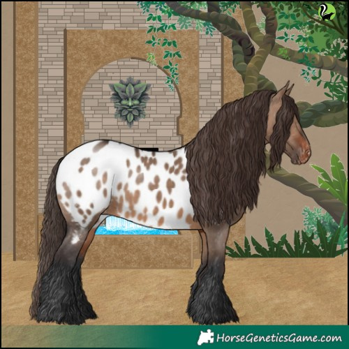 Horse Color:White Spotted Brown Dun Appaloosa 