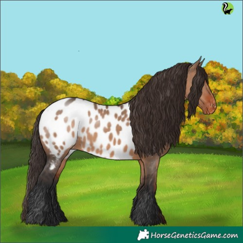 Horse Color:White Spotted Brown Dun Appaloosa 