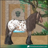 Horse Color:White Spotted Brown Dun Appaloosa