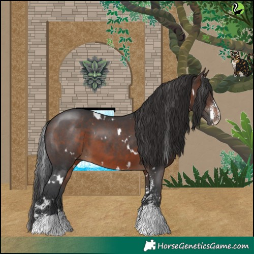 Horse Color:White Spotted Brown Sabino 