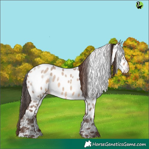 Horse Color:Sable Champagne Dun Appaloosa 