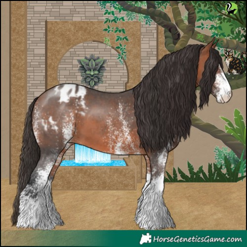 Horse Color:White Spotted Bay Appaloosa 