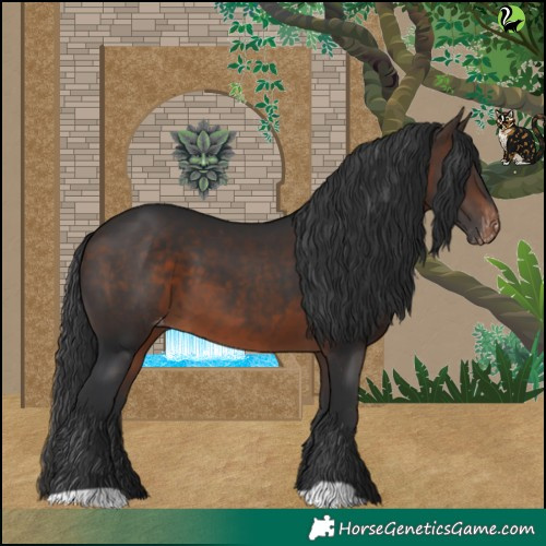 Horse Color:Brown Appaloosa 
