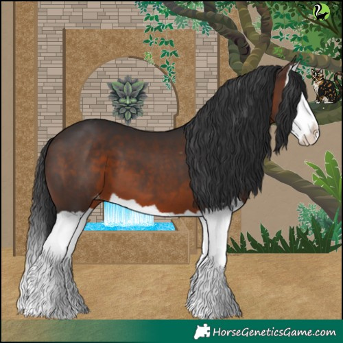 Horse Color:Brown Splash Appaloosa 
