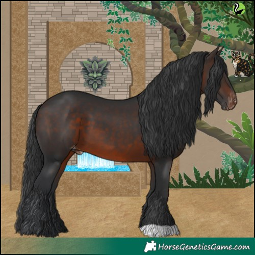 Horse Color:Brown Appaloosa 