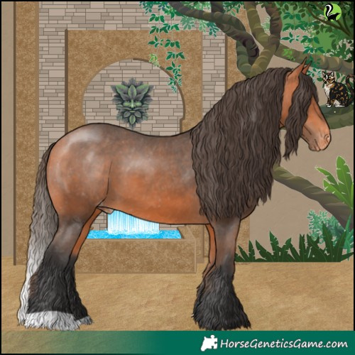 Horse Color:Bay Appaloosa 