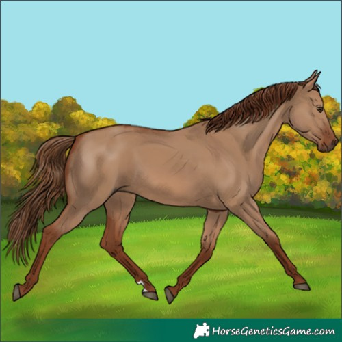 Horse Color:Red Dun 