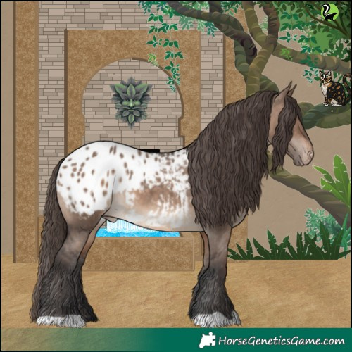Horse Color:Brown Dun Appaloosa 
