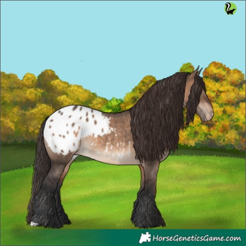 Horse Color:Brown Dun Appaloosa 