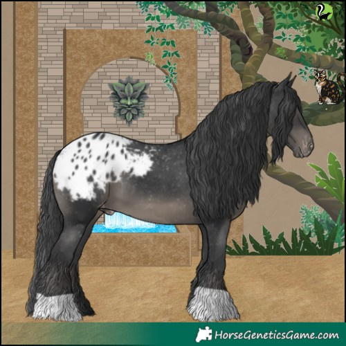 Horse Color:Black Appaloosa 