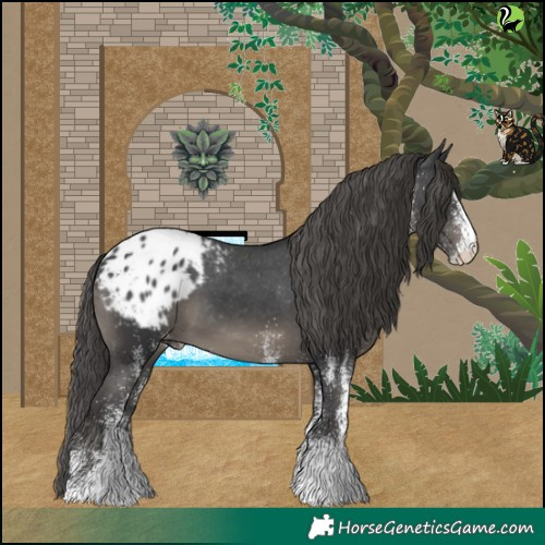 Horse Color:White Spotted Black Appaloosa 