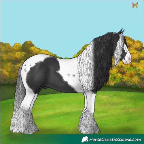 Horse Color:Black Splash Tobiano 