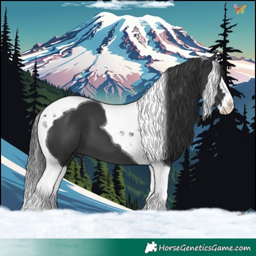 Horse Color:Black Splash Tobiano 