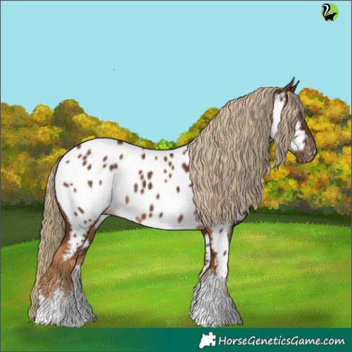 Horse Color:White Spotted Chocolate Palomino Appaloosa