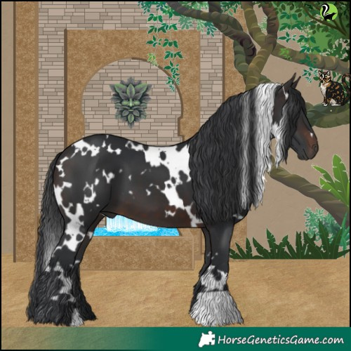 Horse Color:White Spotted Brown 