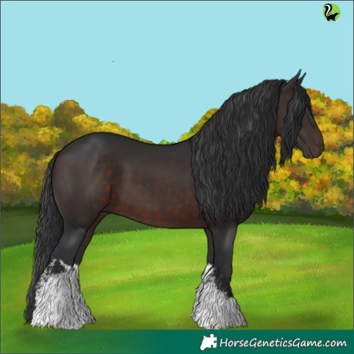 Horse Color:White Spotted Brown