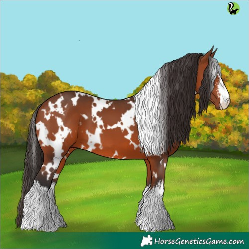 Horse Color:White Spotted Bay 