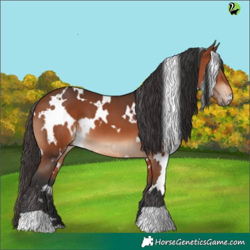 Horse Color:White Spotted Bay