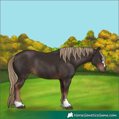 Horse Color:Unknown 