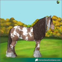 Horse Color:White Spotted Classic Champagne 