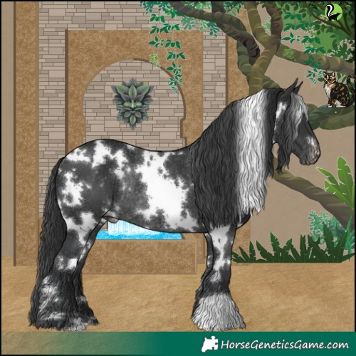 Horse Color:White Spotted Black Appaloosa Rabicano 