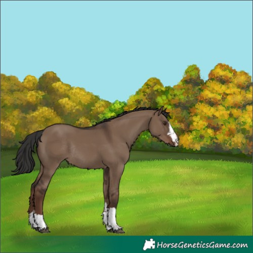 Horse Color:Liver Red Dun Rabicano