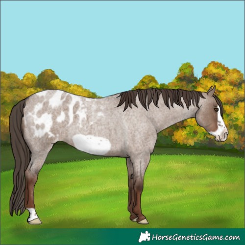 Horse Color:Liver Red Dun Roan Frame Blanket 