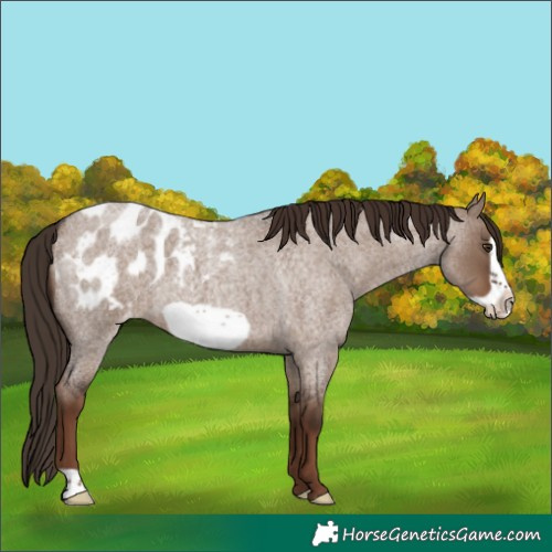 Horse Color:Liver Red Dun Roan Frame Appaloosa 